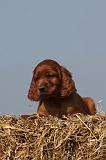 SETTER IRLANDAIS 129